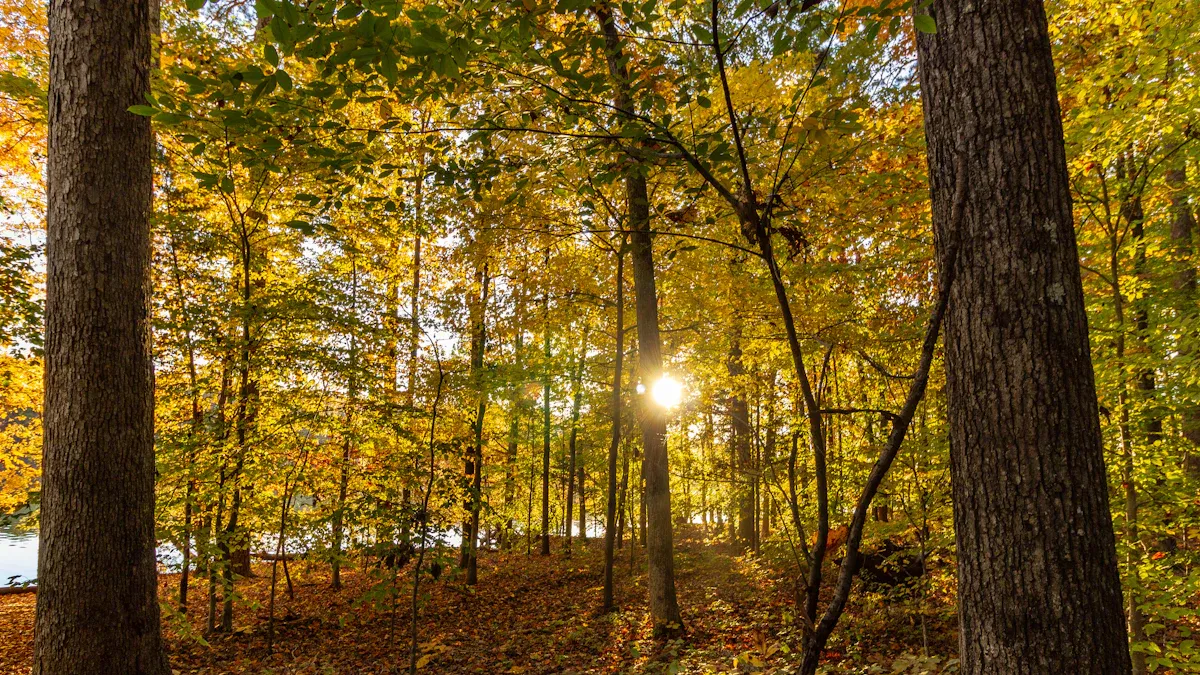 Best Things to Do Outdoors