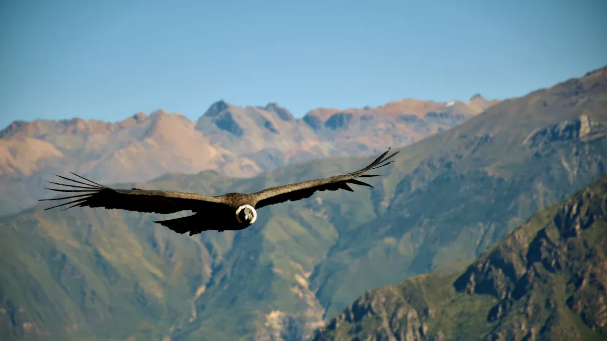 Viewing Locations for California Condors