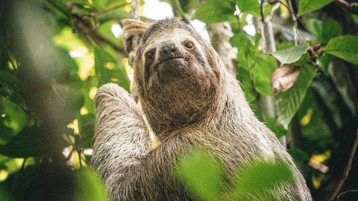 San Diego Zoo: See Sloths