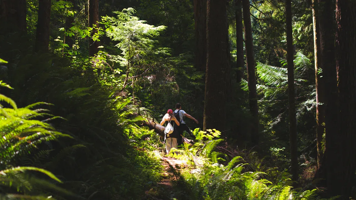 Black Forest Hiking Trails
