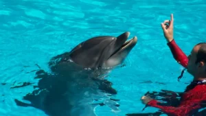 Where to See Dolphins in Texas: Top Spots for Coastal Wildlife