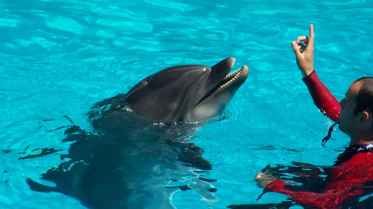 Where to See Dolphins in Texas: Top Spots for Coastal Wildlife