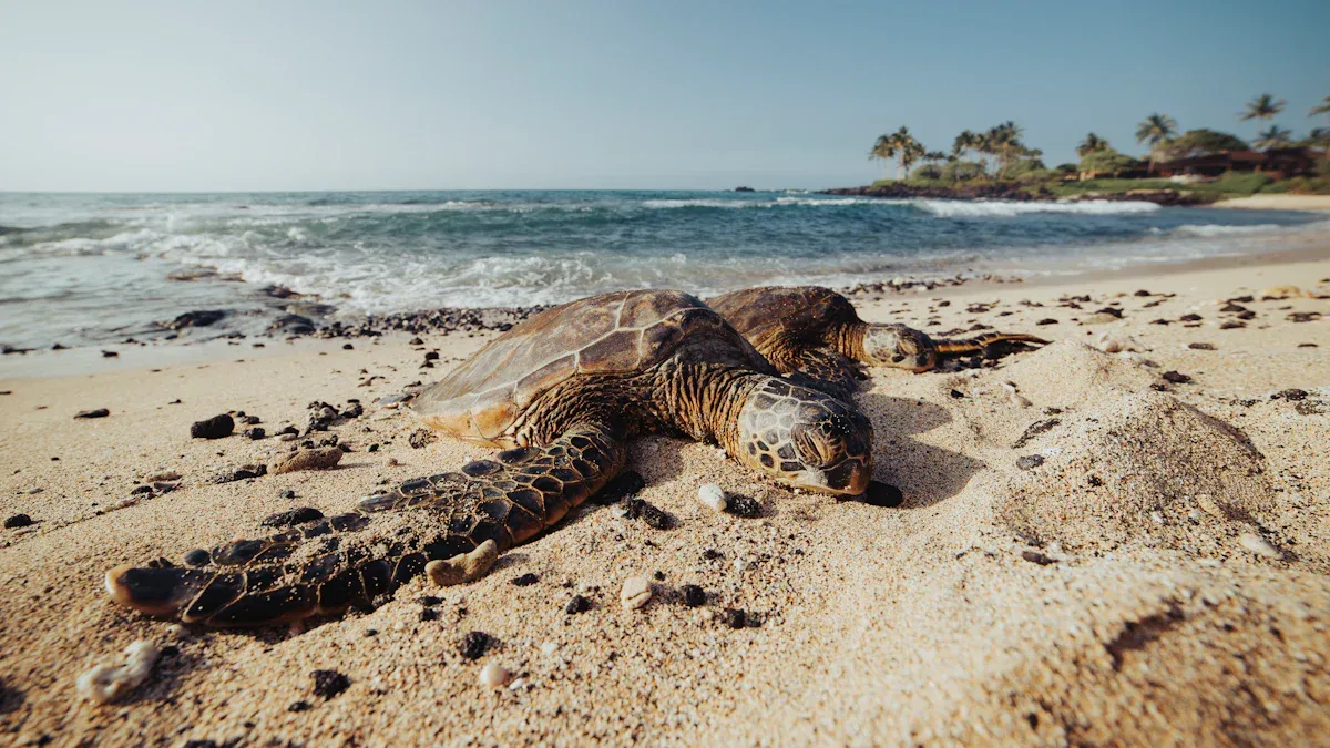 Types of Sharks Encountered