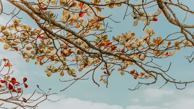 Things to Do in Havelock, NC: Marine Base, History & Coastal Attractions