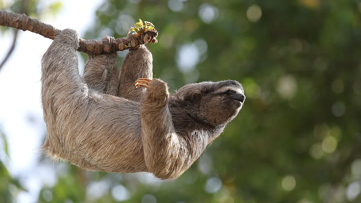 Los Angeles Zoo: See Sloths