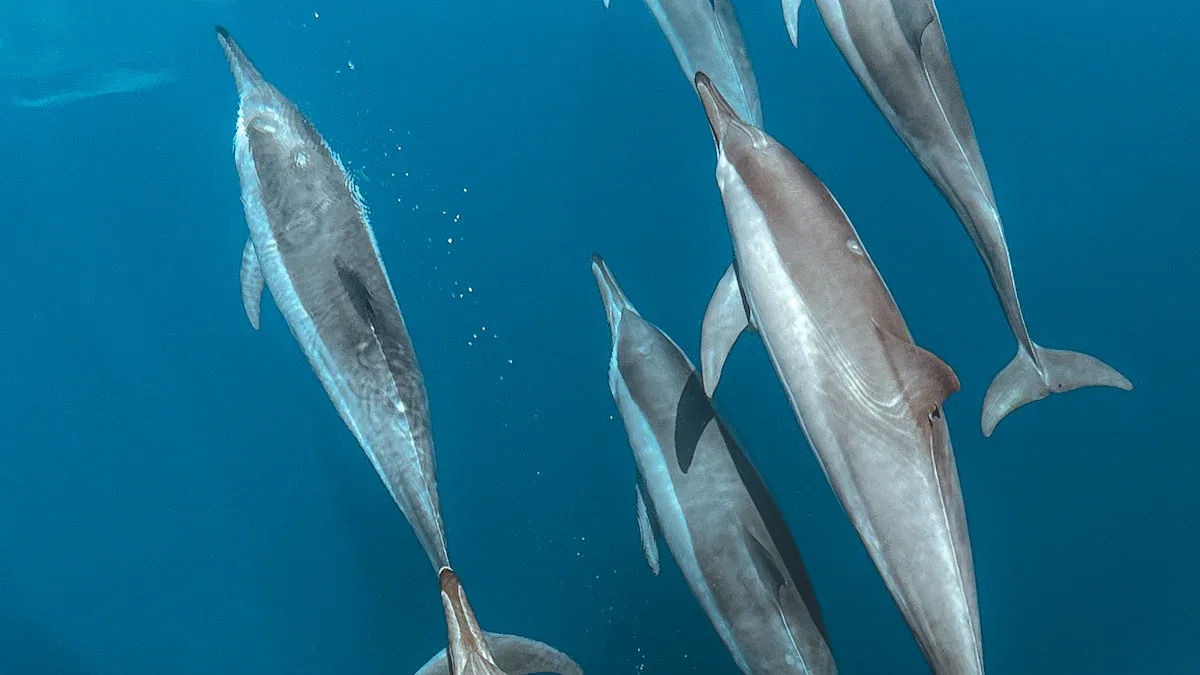 Dolphin Watching Locations