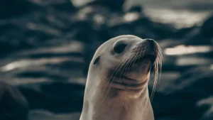 Where to See Sea Lions in Southern California: Coastal Viewing Spots