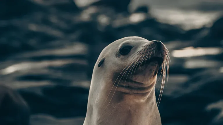 Where to See Sea Lions in Southern California: Coastal Viewing Spots