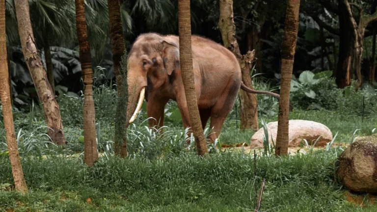 Where to See Elephants in California: Zoos and Sanctuaries