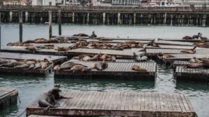 Where to See Seals in California: Coastal Spots and Piers