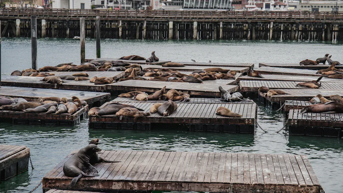 Where to See Seals in California: Coastal Spots and Piers