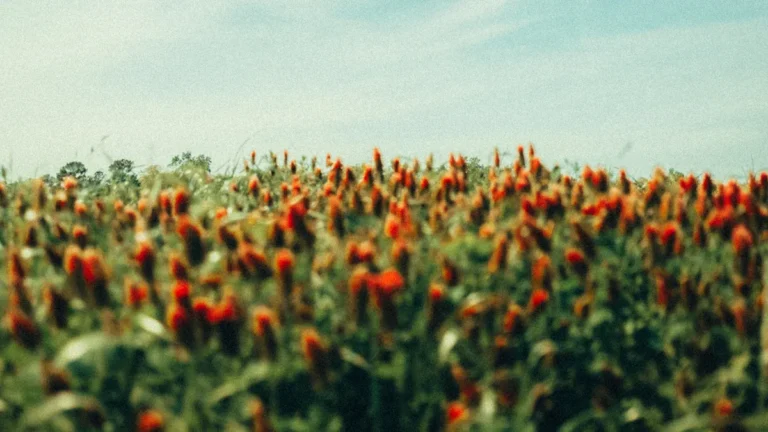 Can You Bring Flowers on a Plane?