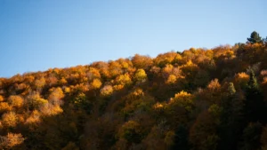 Things to Do in Sault Ste. Marie, Canada: A Hidden Gem for Outdoor and Cultural Activities