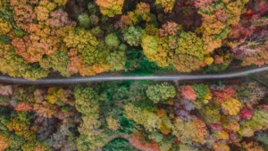 Memphis Area Road Trip Adventures: Exploring the Best of West Tennessee