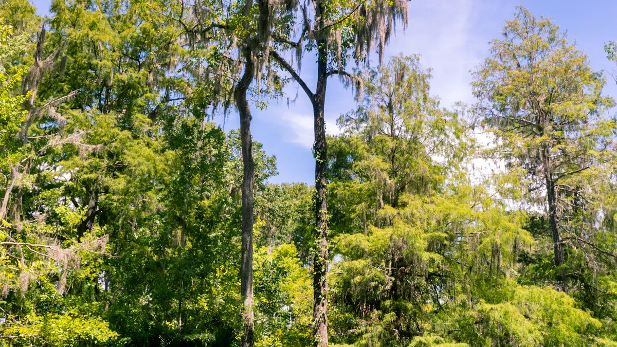 Parks in Ave Maria Florida