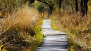 Easy Trails in Houston: Best Hiking Spots for Beginners