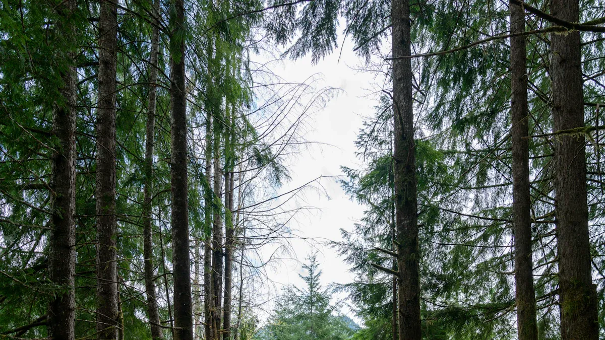 Deception Pass State Park: Must-Try Nature