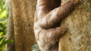 Where to See Sloths in California: Zoos and Wildlife Centers