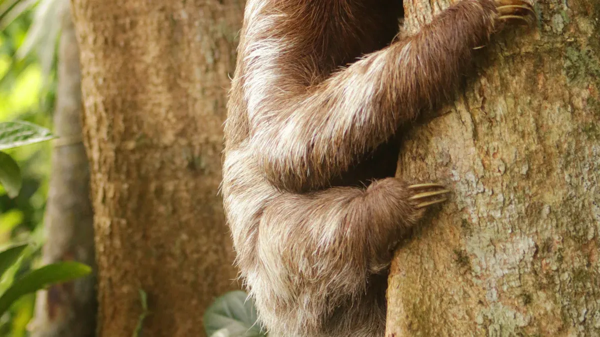 Where to See Sloths in California: Zoos and Wildlife Centers