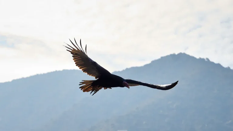 Where to See California Condors in the Wild