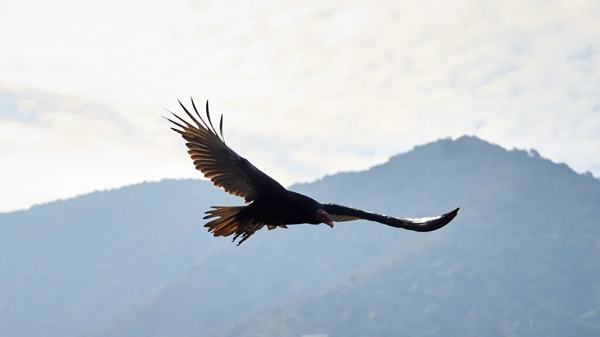 Where to See California Condors in the Wild