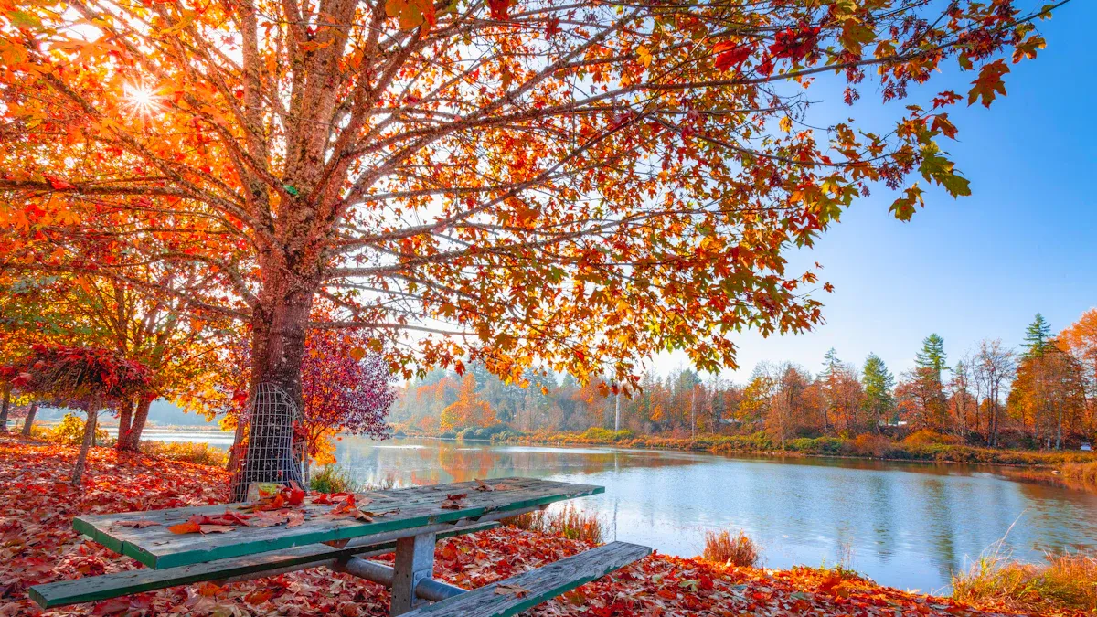 November Honeymoon Destinations: Best Places to Celebrate in Fall