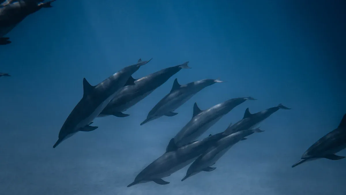 When to See Dolphins in Texas