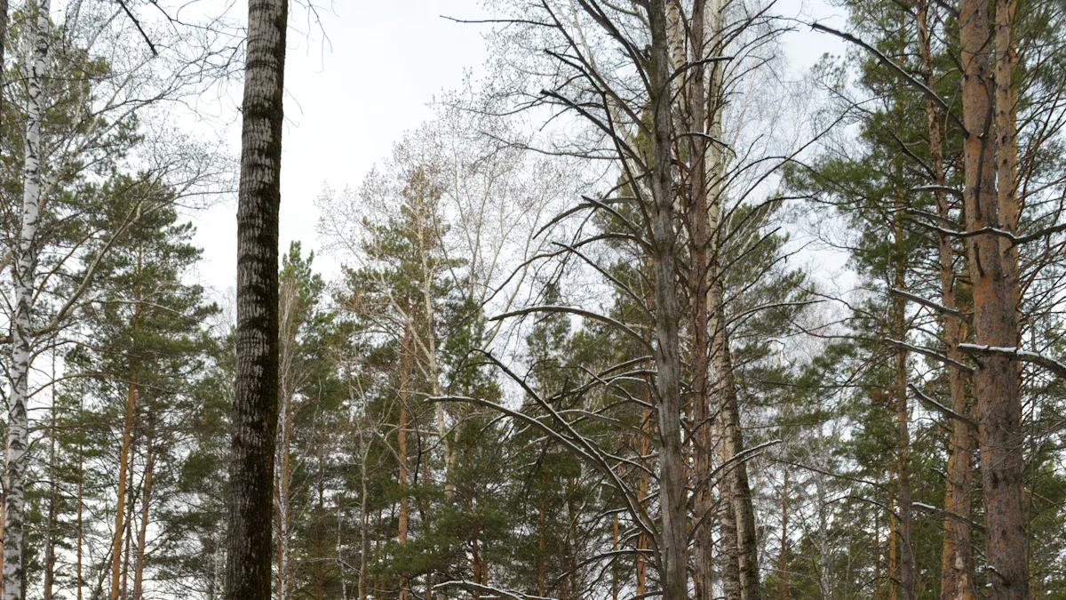 9. Hike Spring Hammock Preserve