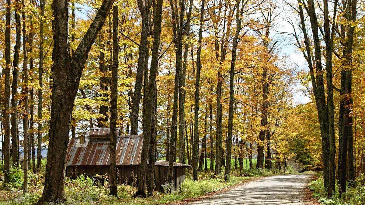 1. Holbrook Town Forest Trails