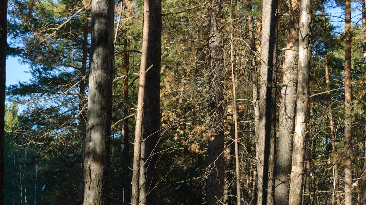 1. Explore the Cross Seminole Trail