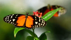 7. Holliston Butterfly Aviary