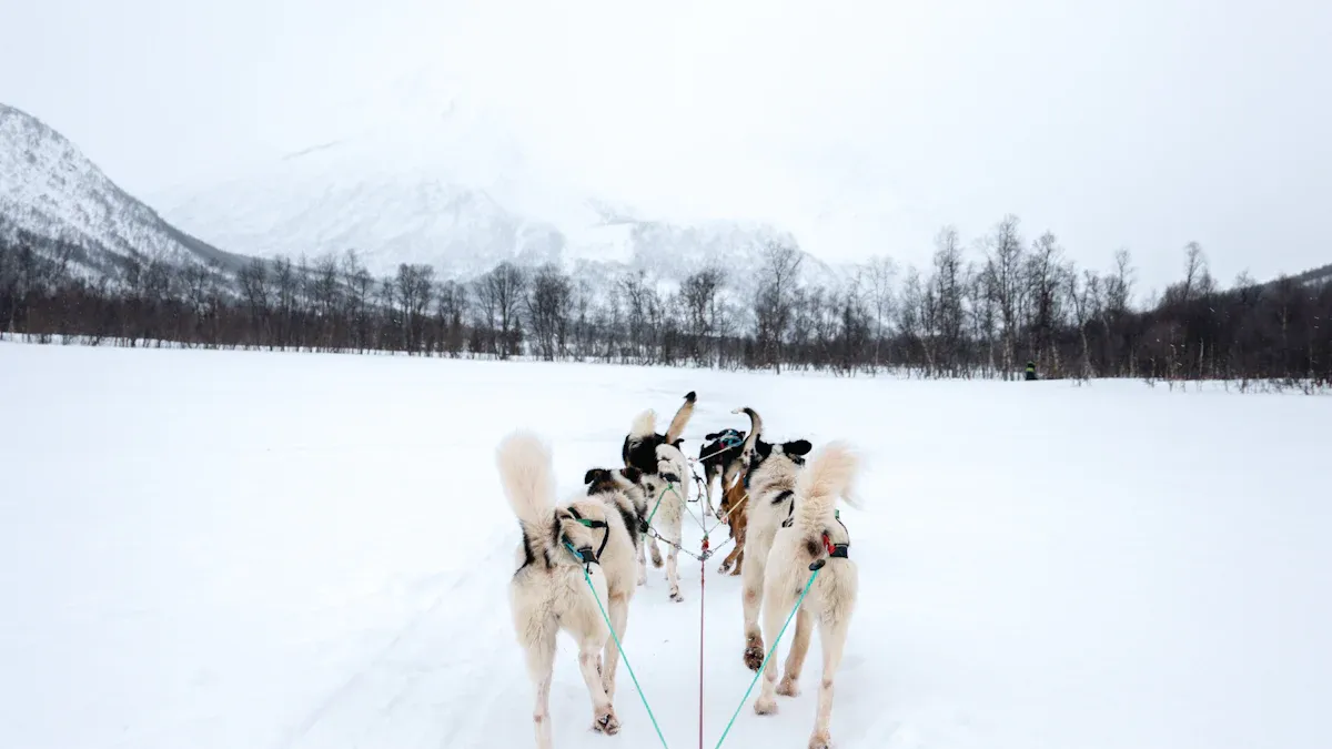 9. Go Dog Sledding